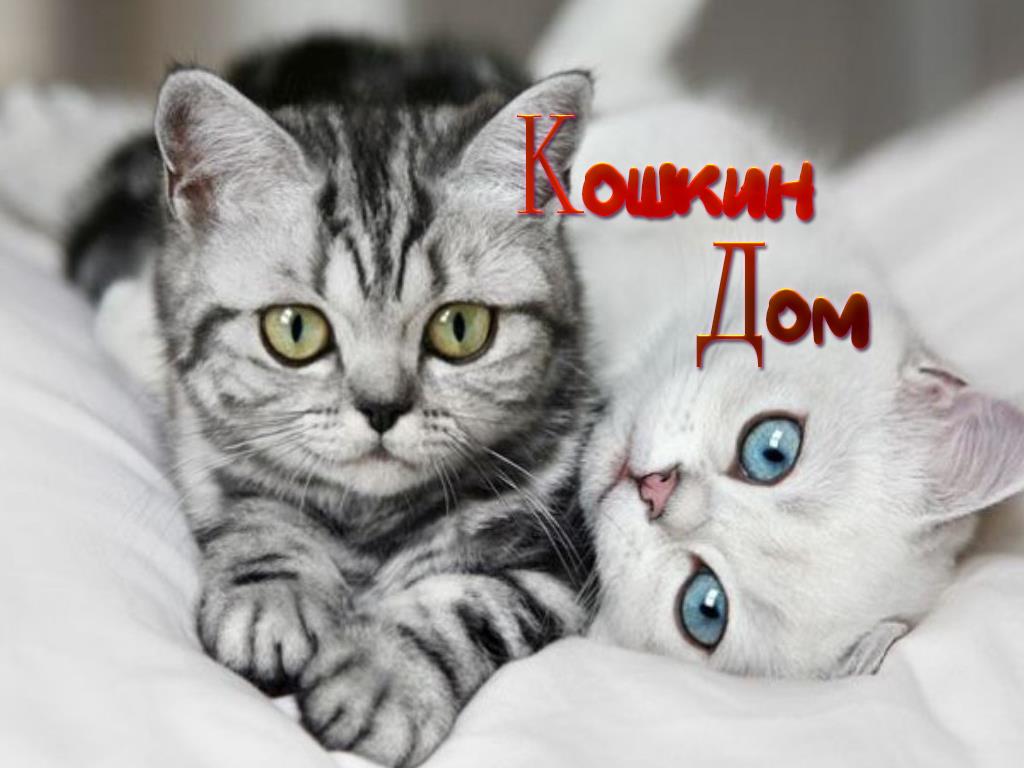 Кошкин дом