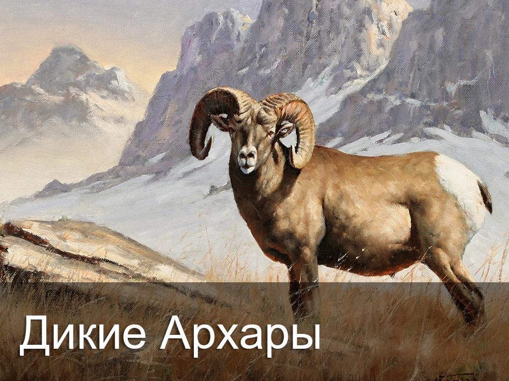 Дикие Архары