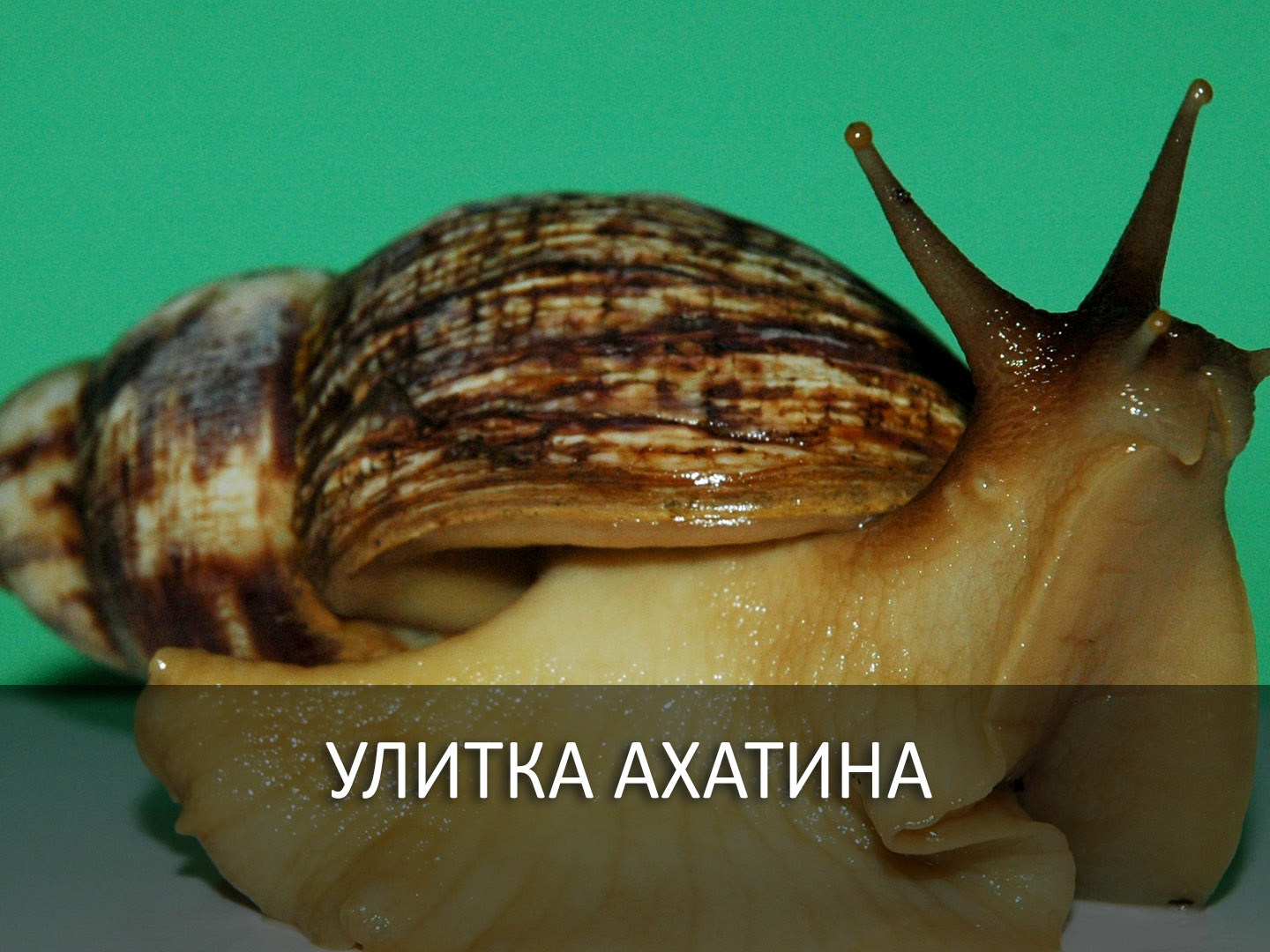 Улитка Ахатина