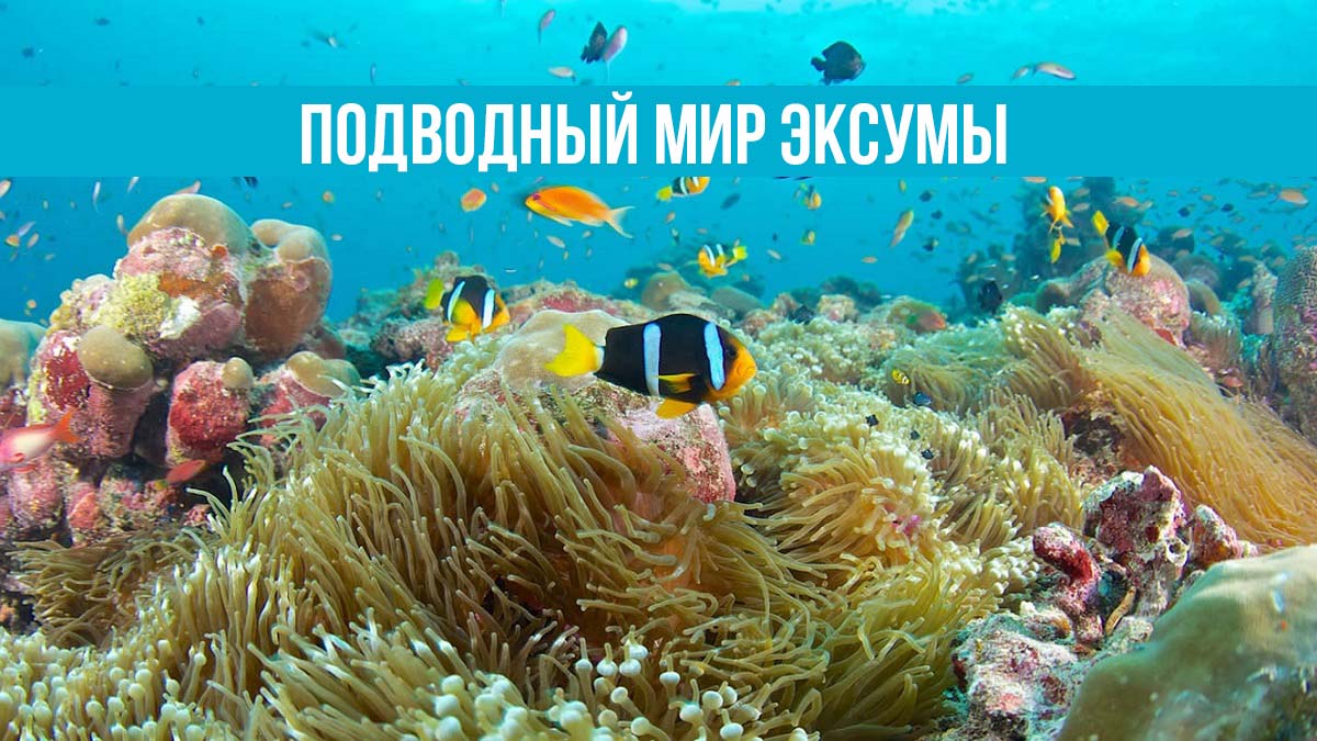 Подводный мир Эксумы