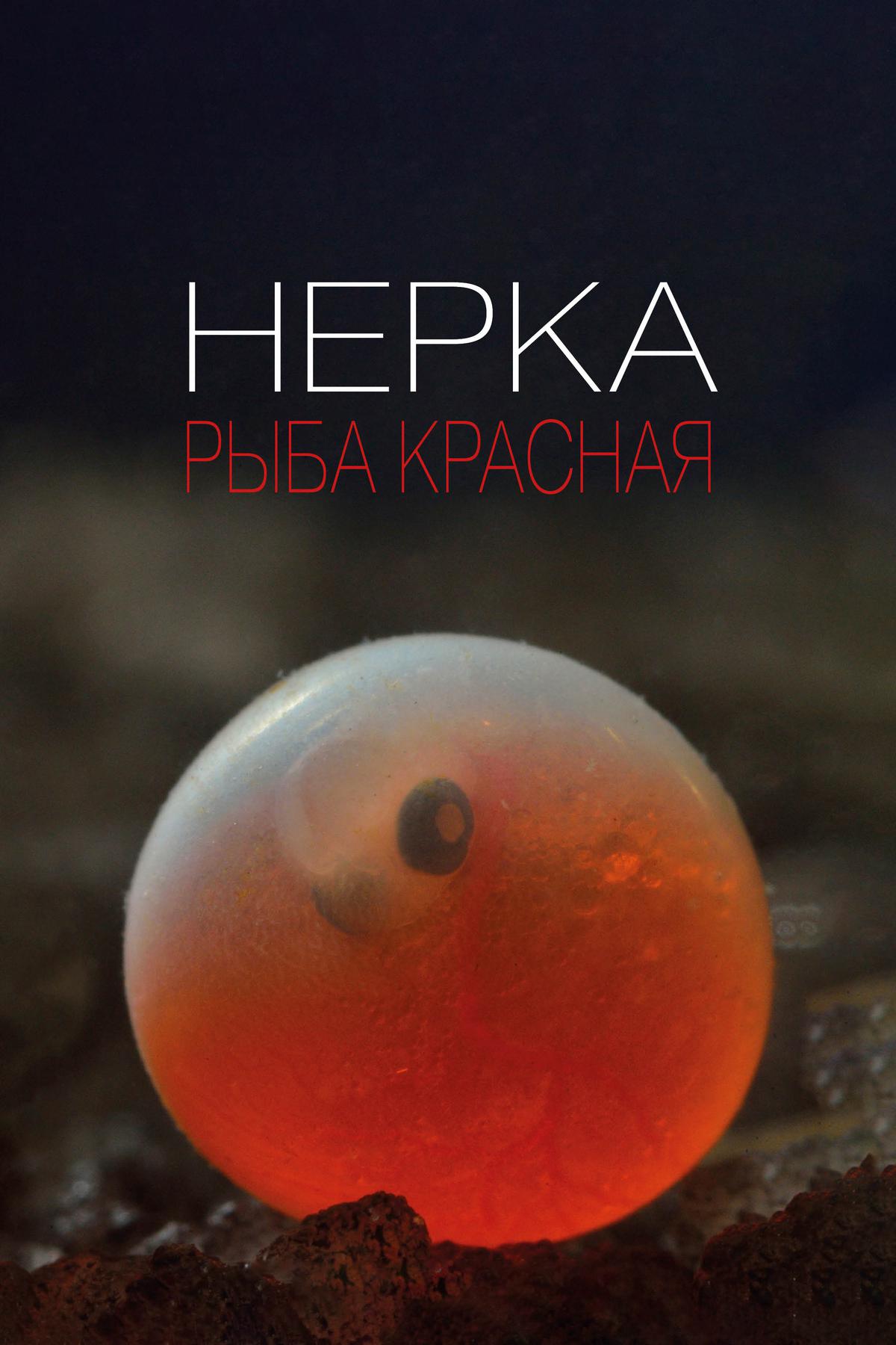 Нерка. Рыба красная