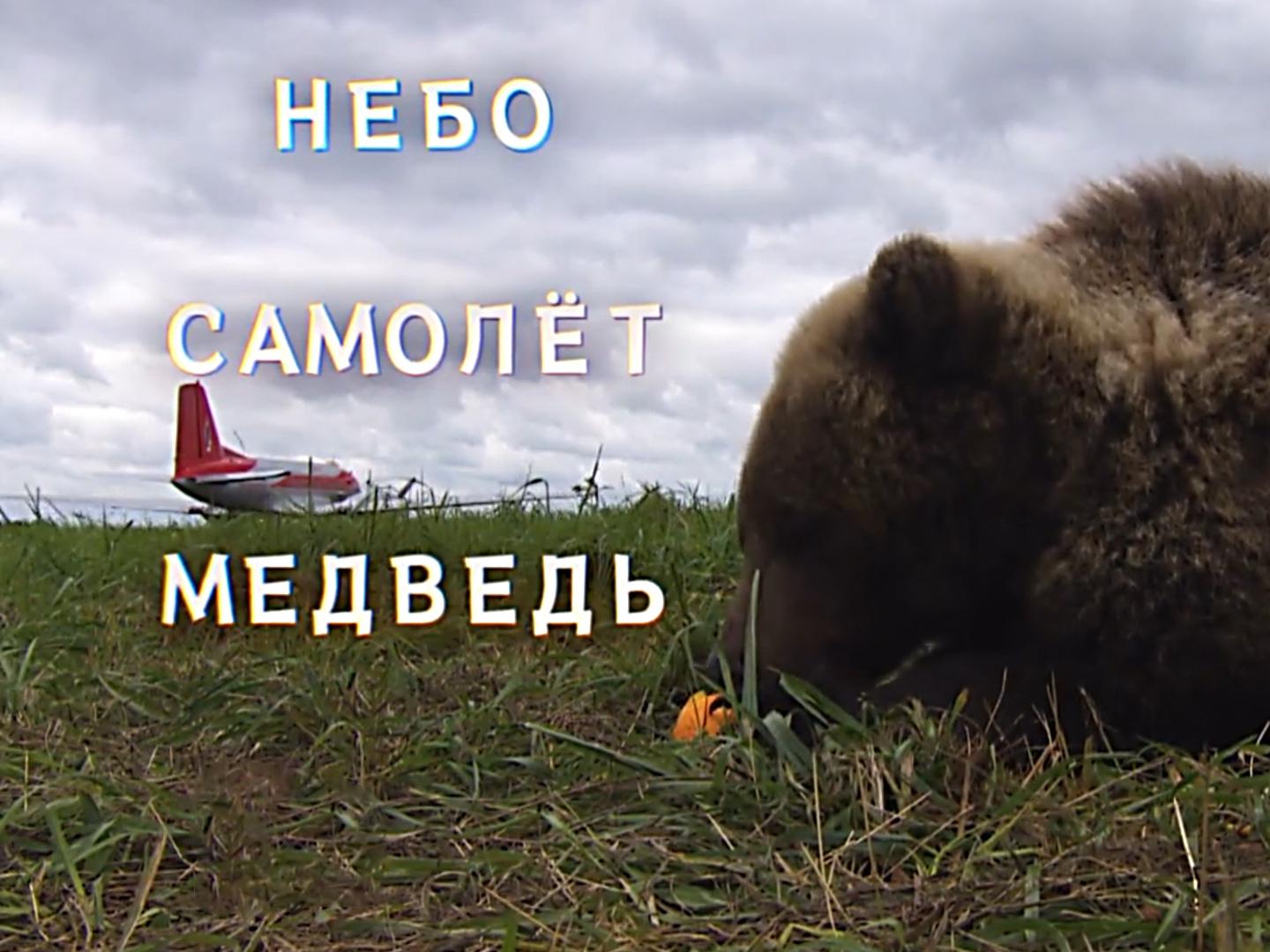 Небо. Самолет. Медведь