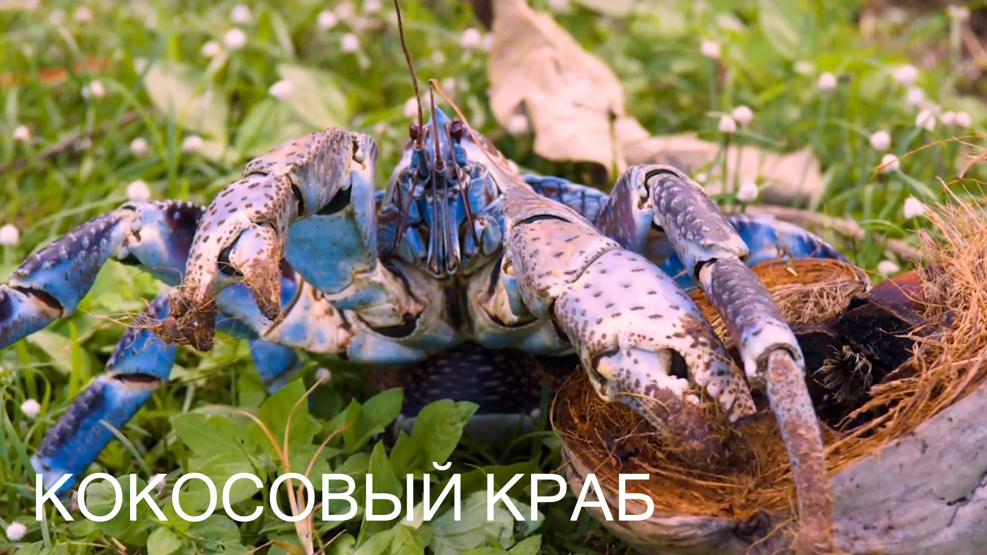 Кокосовый краб