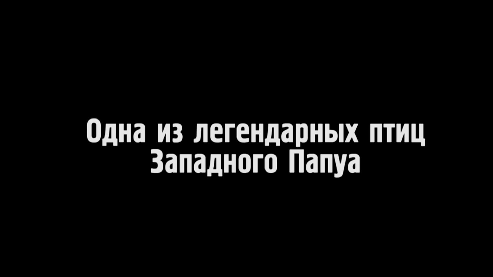 Одна из легендарных птиц Западного Папуа