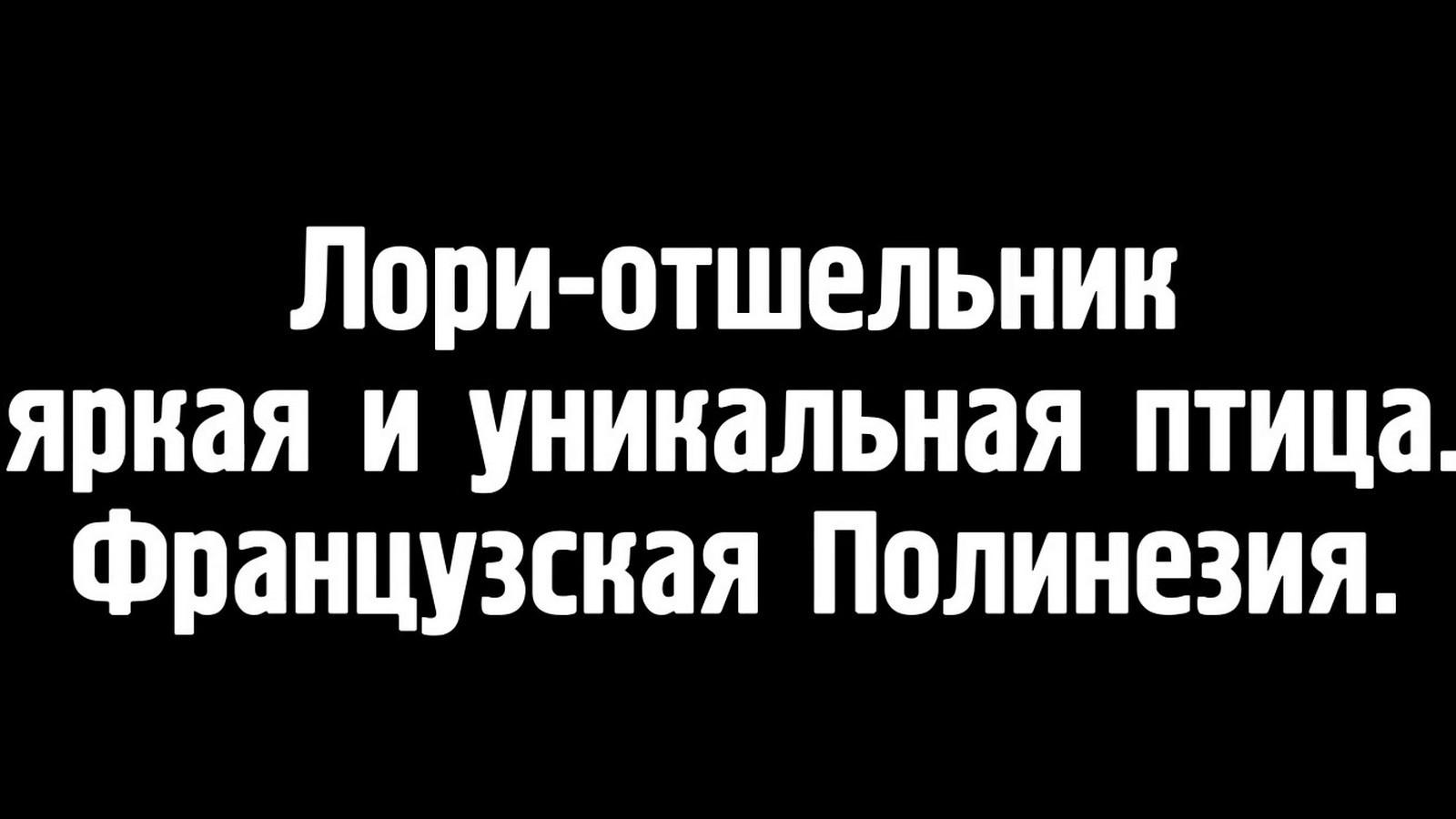 Лори-отшельник - яркая и уникальная птица