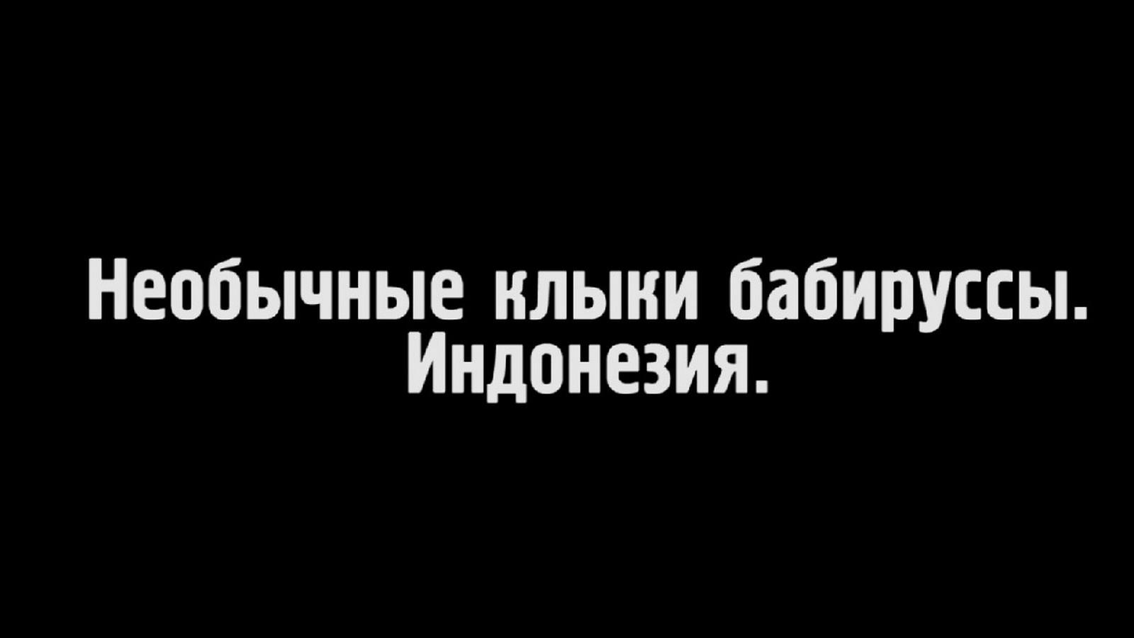 Необычные клыки бабируссы