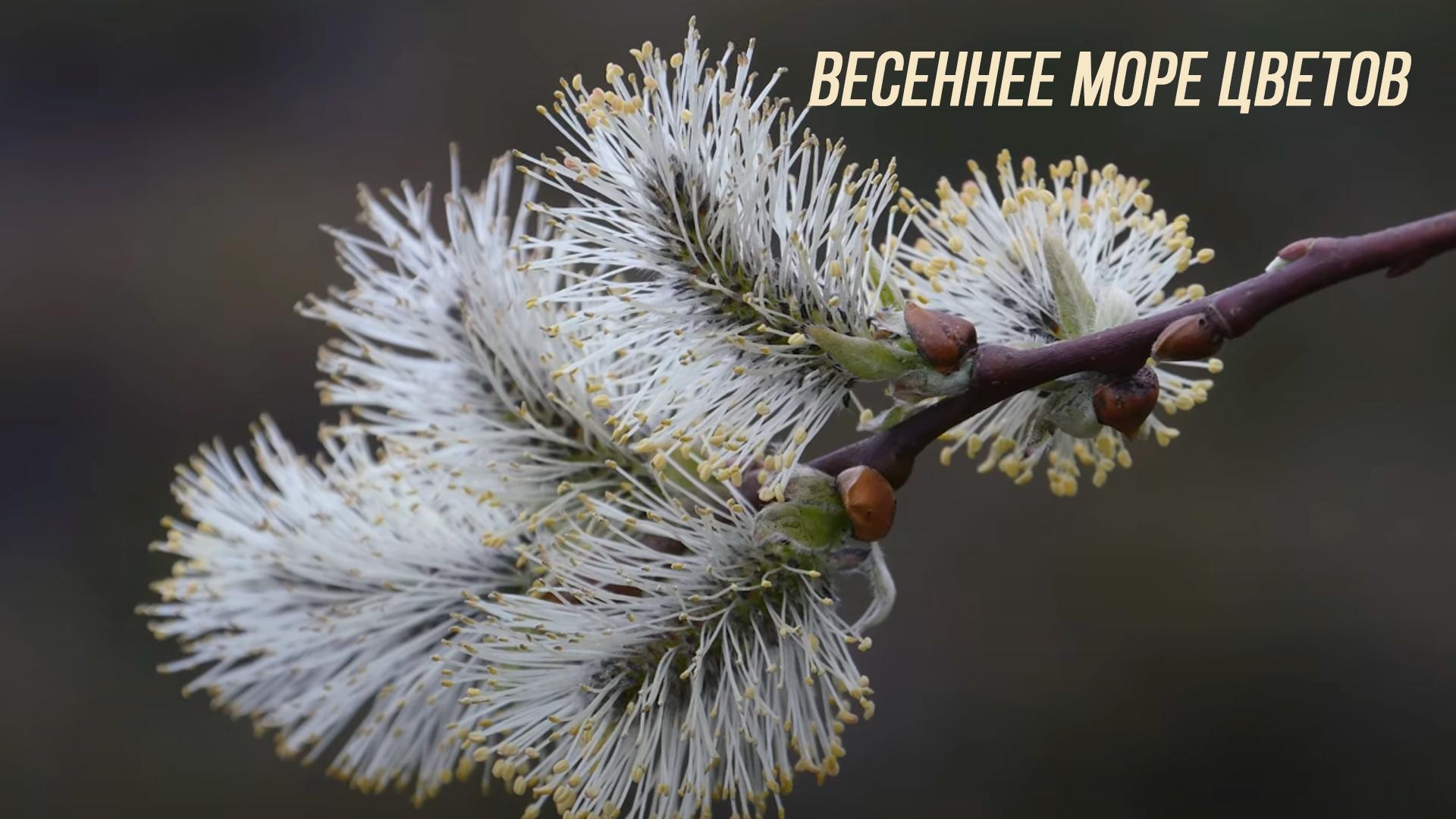 Весеннее море цветов