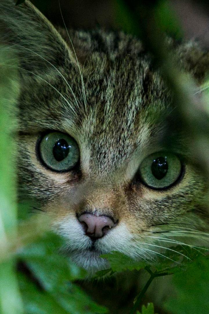 Европейские кошки