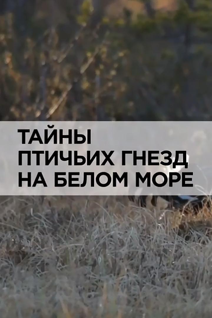 Постер: Тайны птичьих гнёзд на Белом море