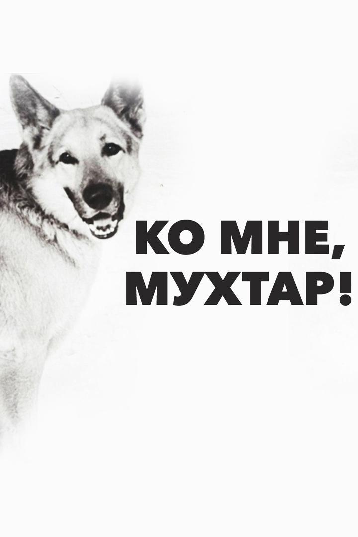 Ко мне, Мухтар!