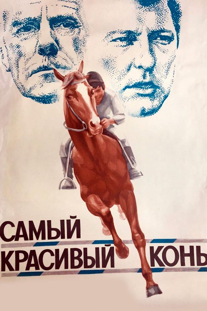 Самый красивый конь