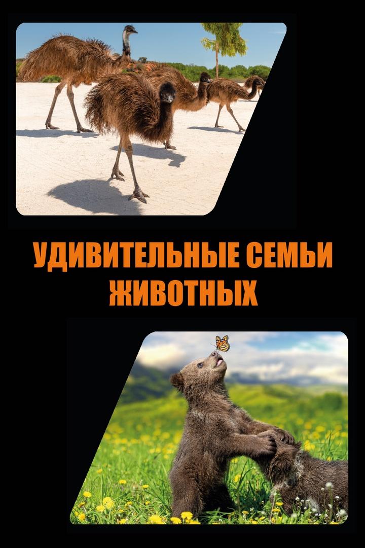 Постер: Удивительные семьи животных