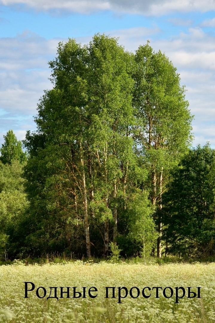 Родные просторы
