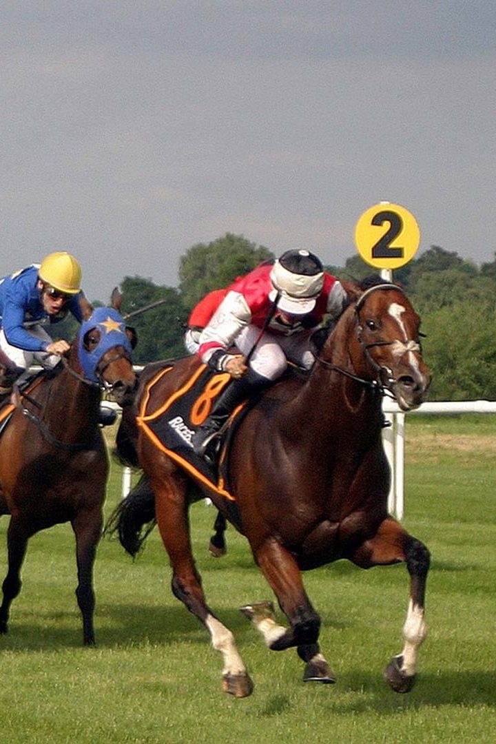 Скачки. "The Qipco 1000 Guineas Stakes". Трансляция из Англии