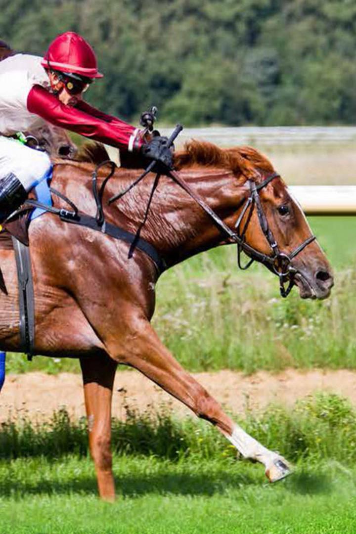 Скачки. "The Sussex Stakes". Трансляция из Англии