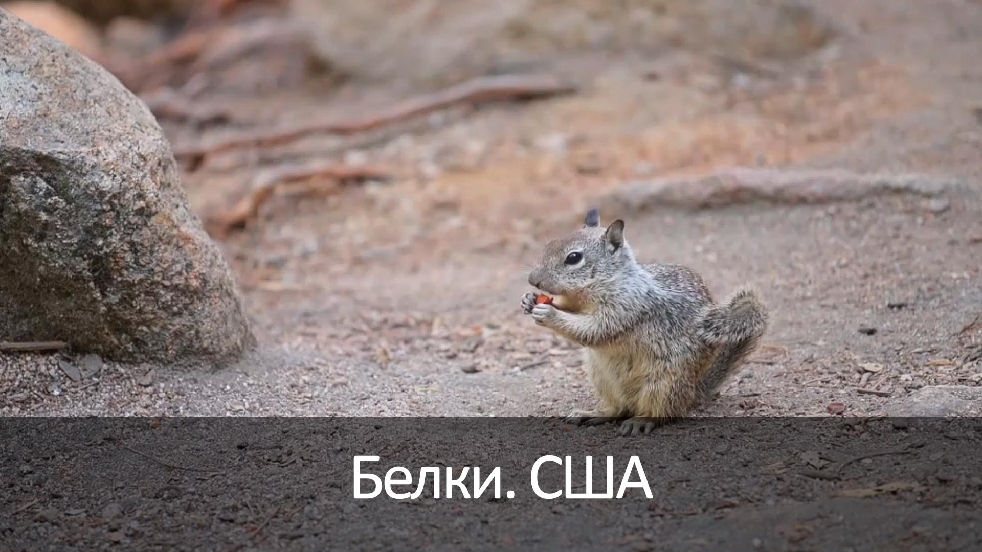 Белки. США
