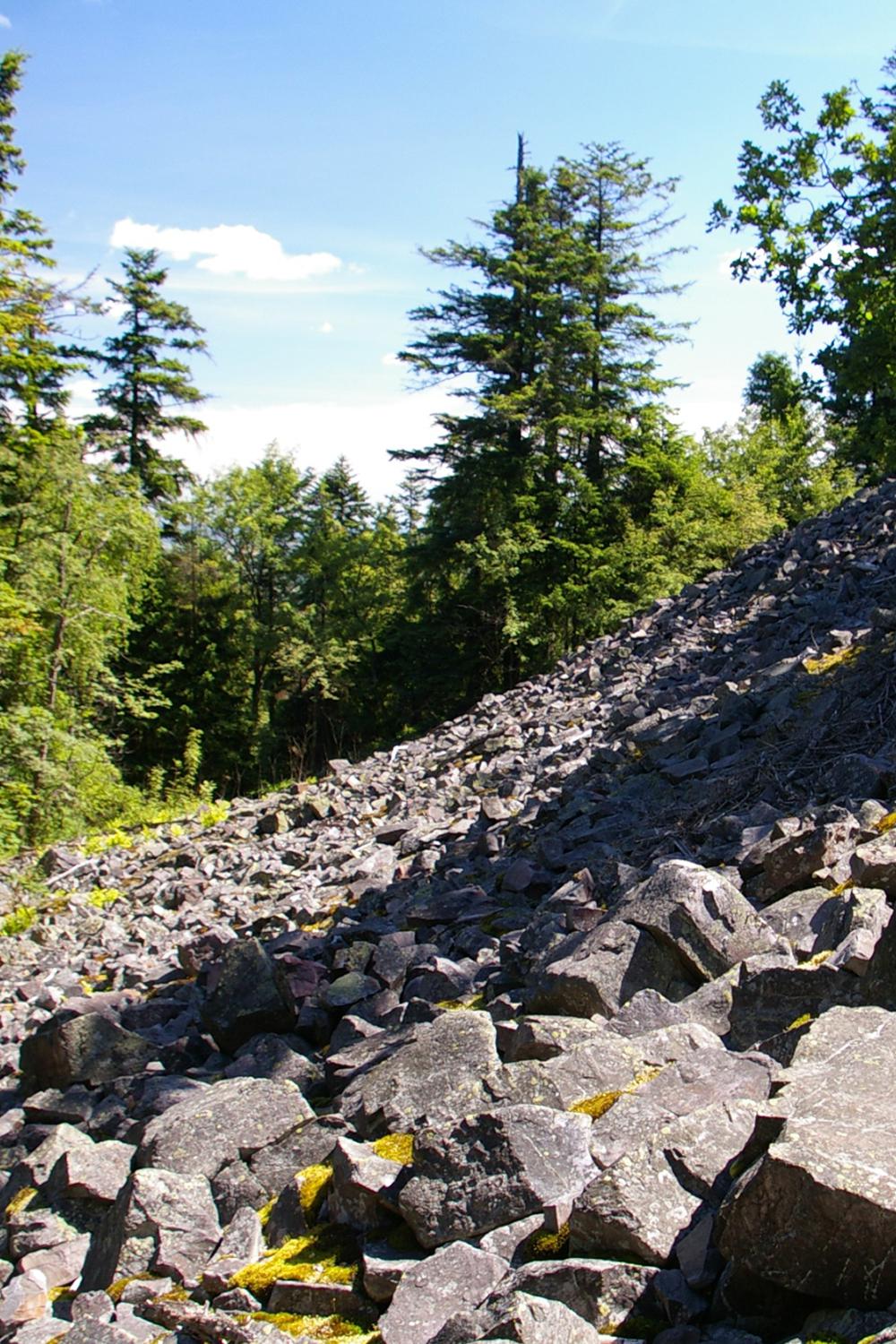 Курумник