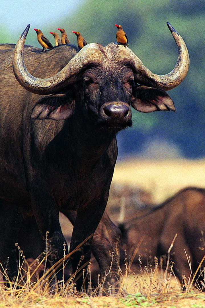 Селус. Охота на чёрного буйвола
