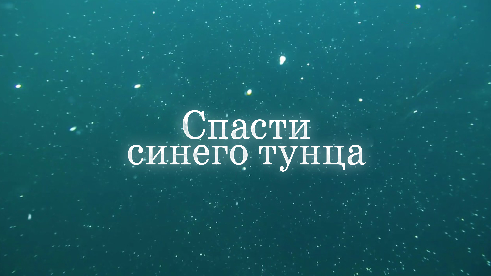 Спасти синего тунца