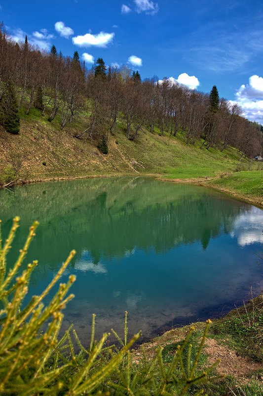 Сарва