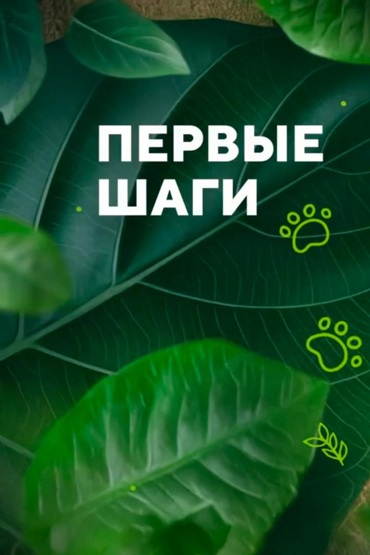 Первые шаги