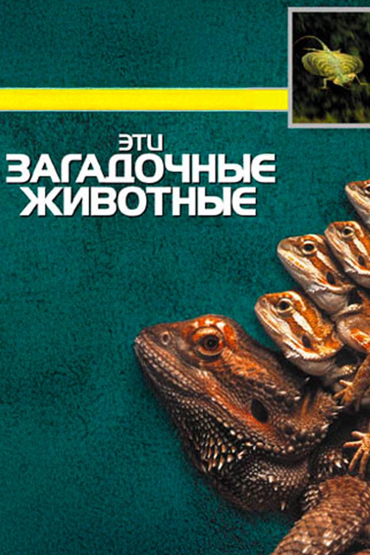 BBC: Эти загадочные животные