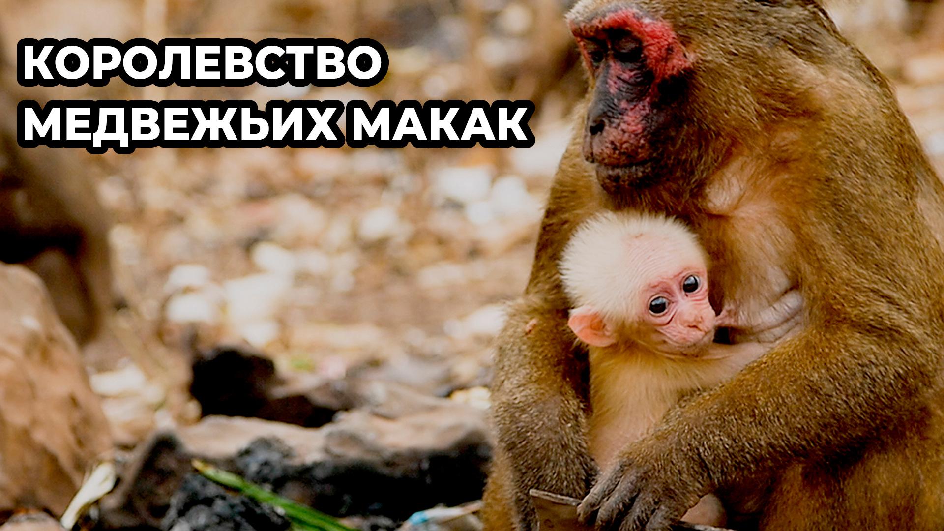 Королевство медвежьих макак