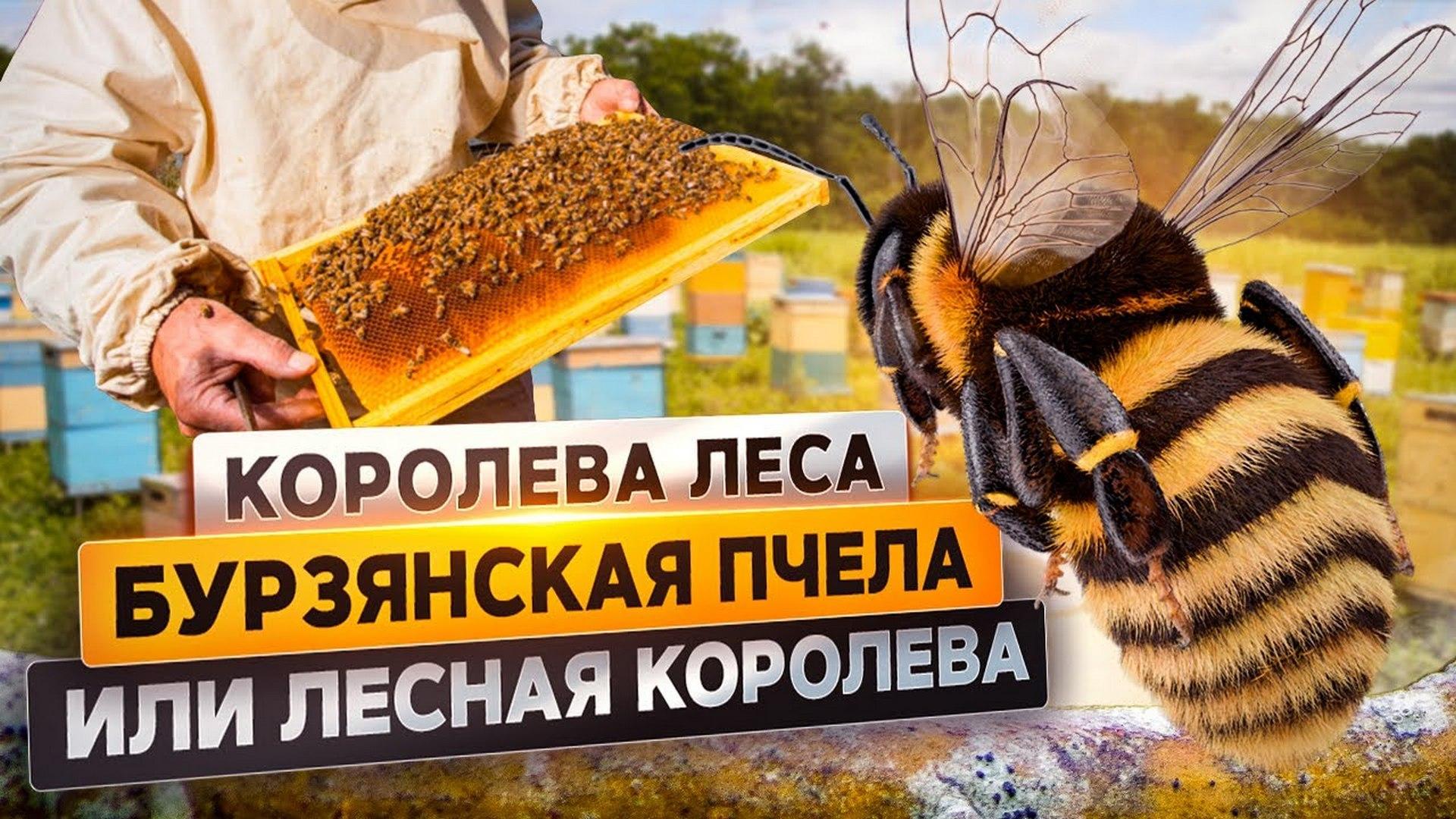 Бурзянская пчела или королева леса
