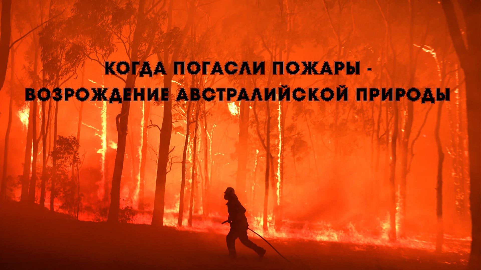 Когда погасли пожары - возрождение австралийской природы