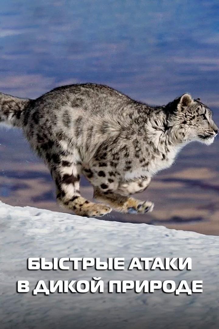 Быстрые атаки природы