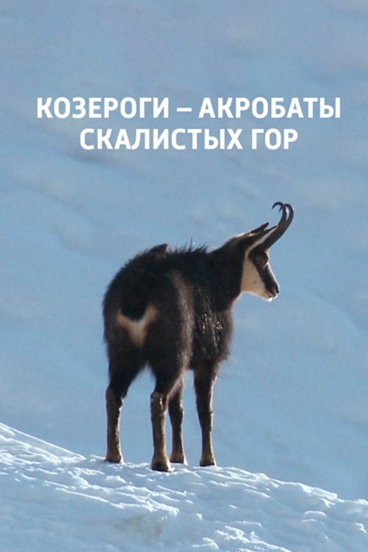 Козероги - акробаты скалистых гор
