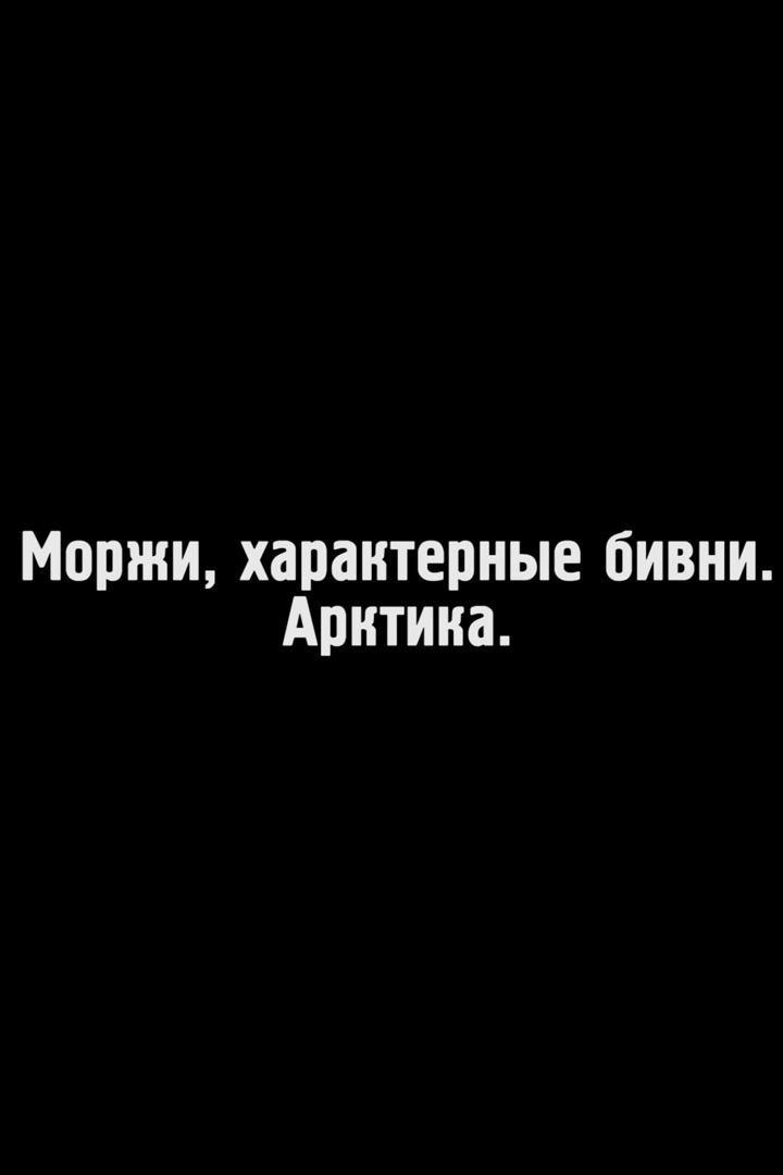 Моржи, характерные бивни