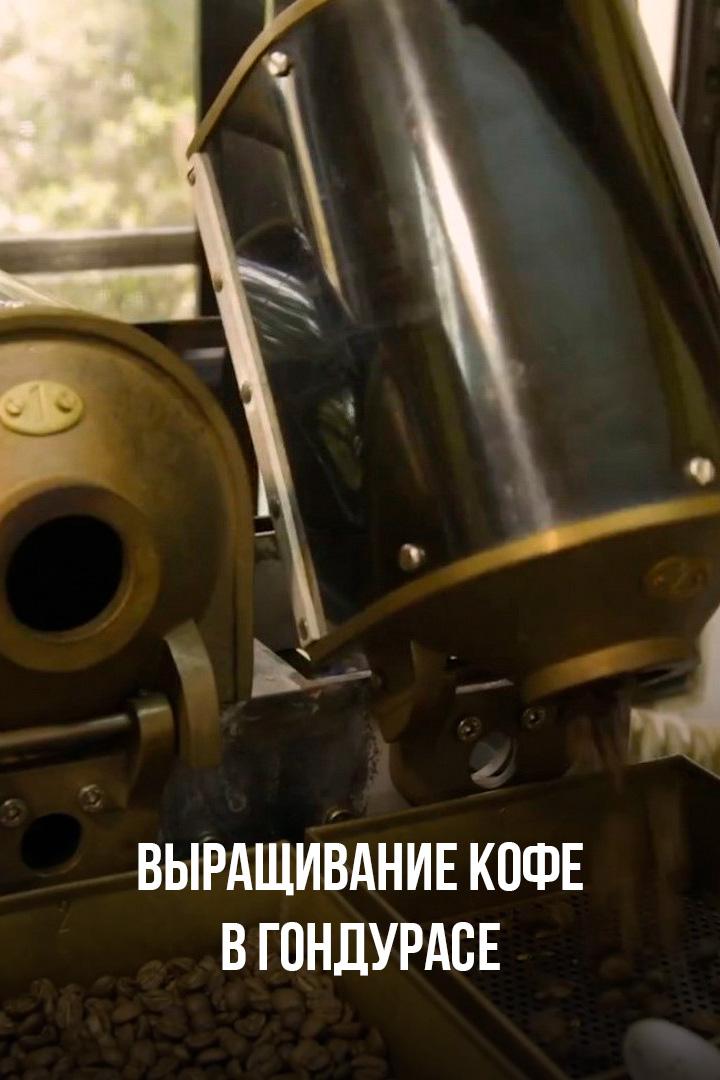 Выращивание кофе