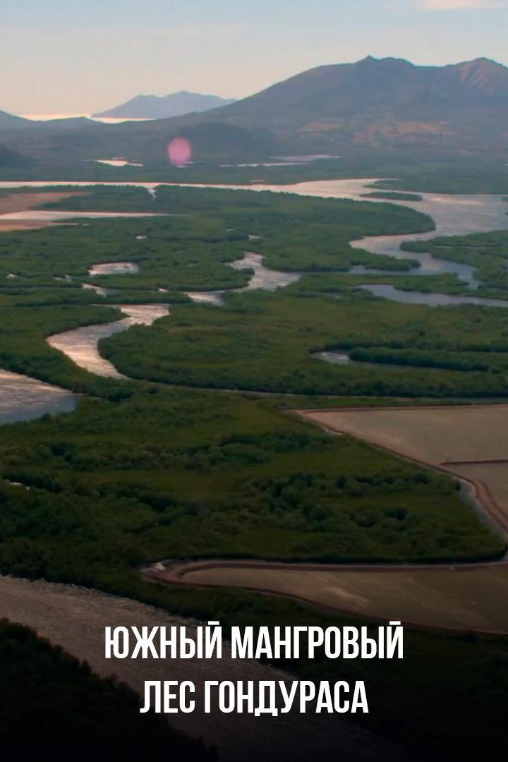 Южный мангровый лес Гондураса
