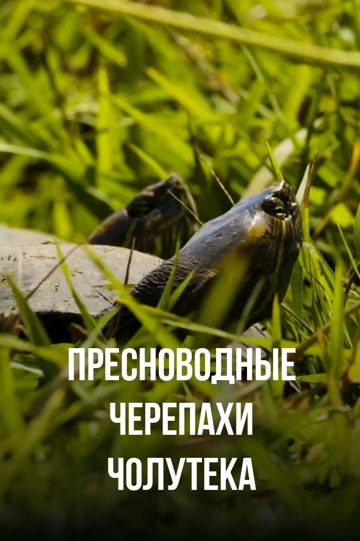 Пресноводные черепахи Чолутека