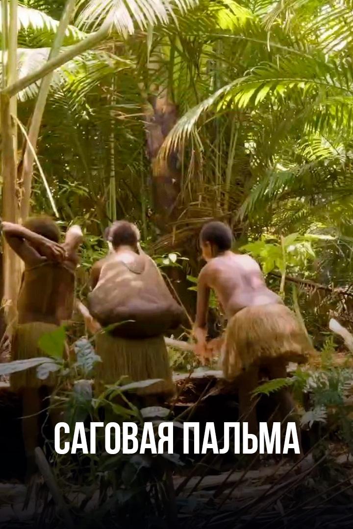 Саговая пальма