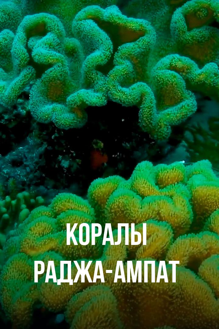 Коралы Раджа-Ампат