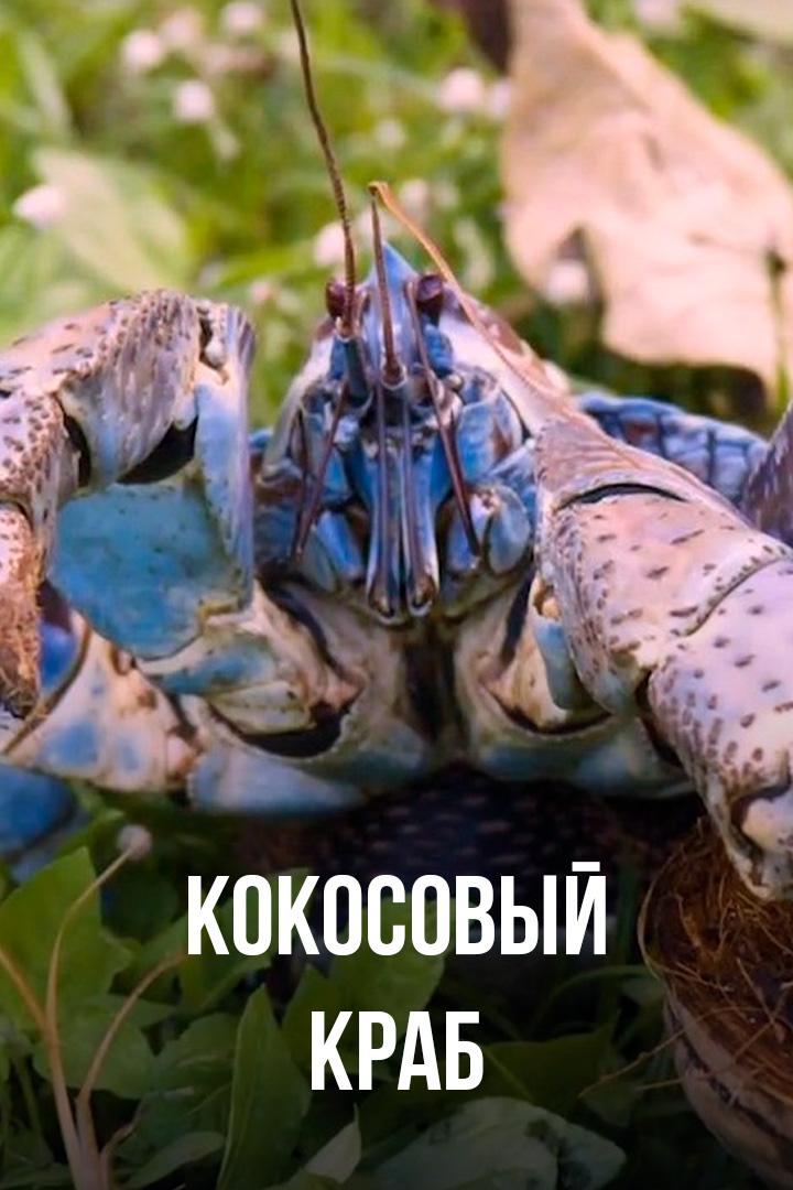 Кокосовый краб