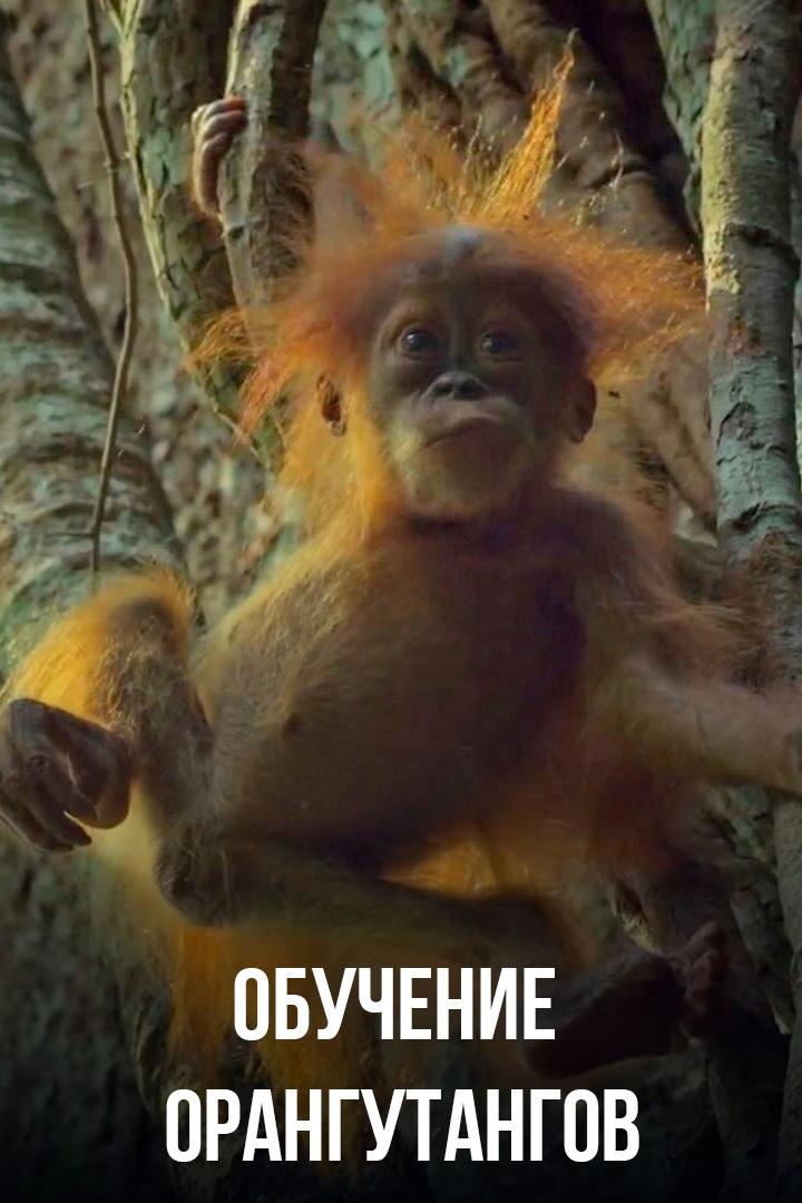 Обучение орангутангов
