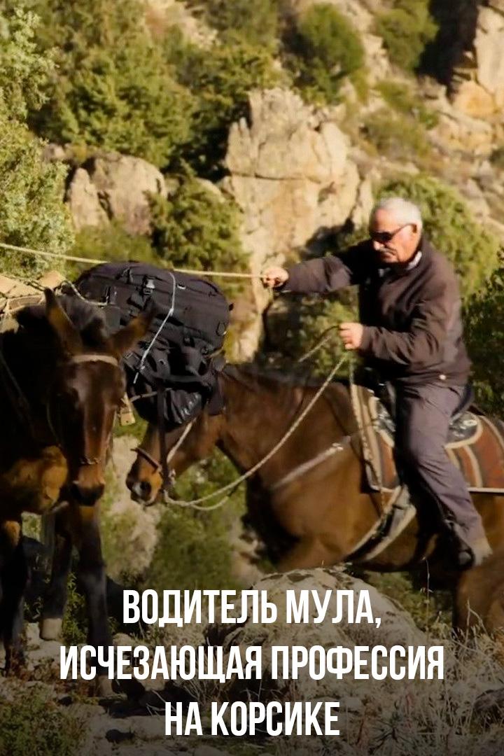 Водитель мула, исчезающая профессия