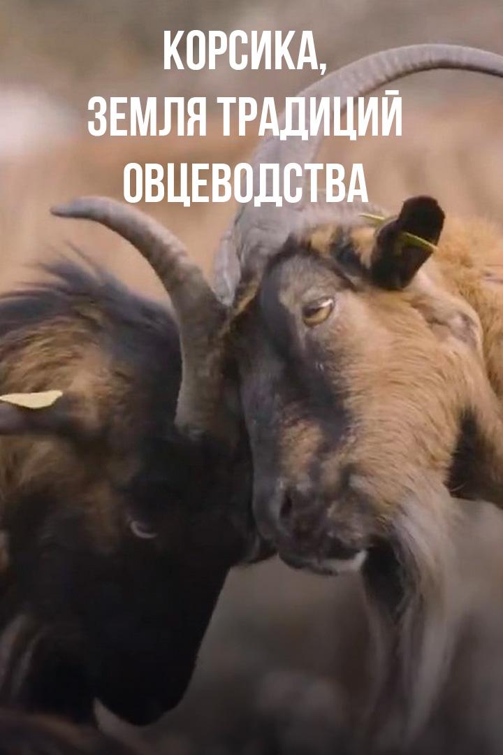 Корсика, земля традиций овцеводства