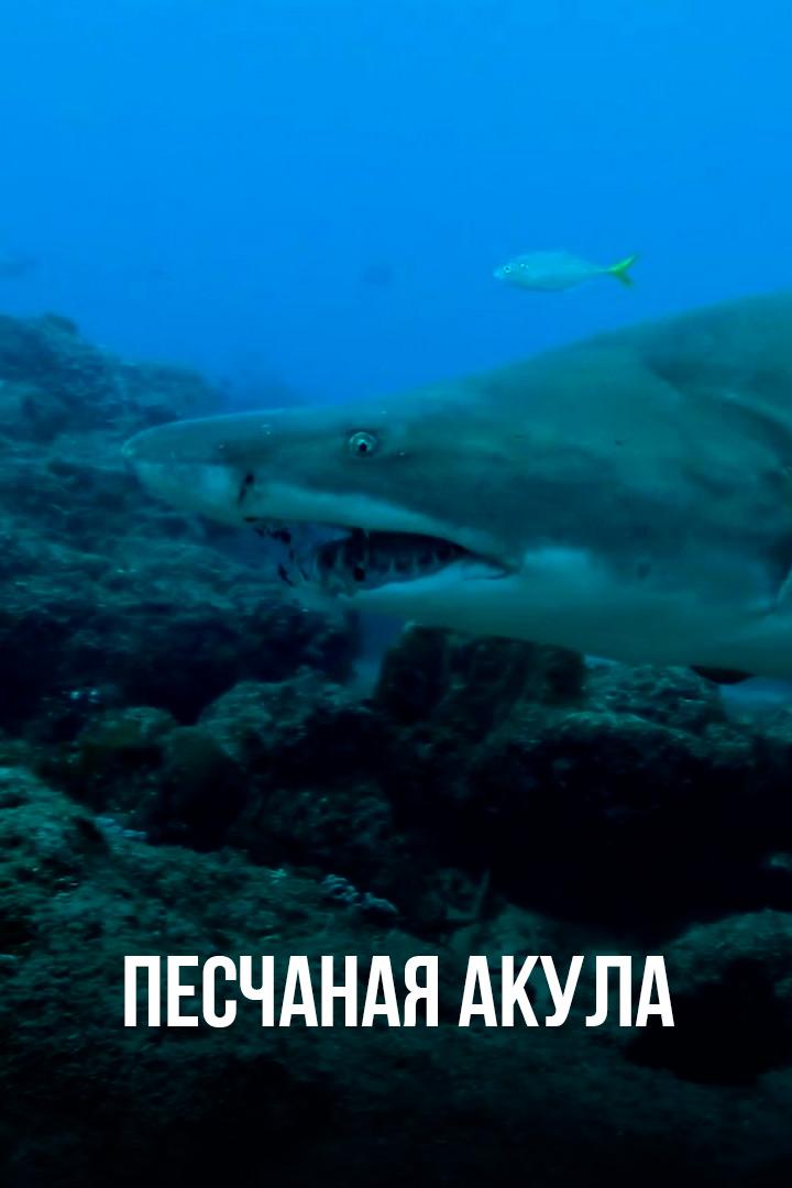 Песчаная акула
