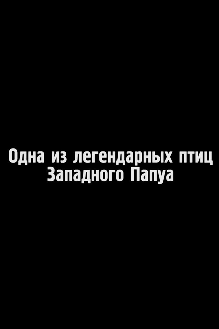 Одна из легендарных птиц Западного Папуа
