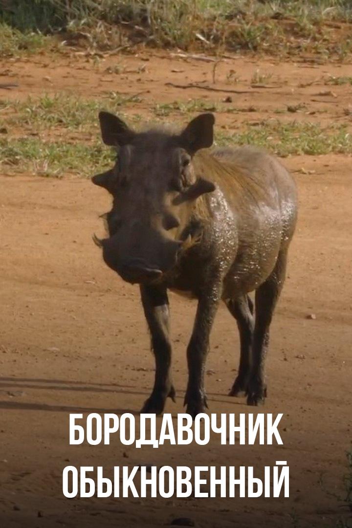 Бородавочник обыкновенный