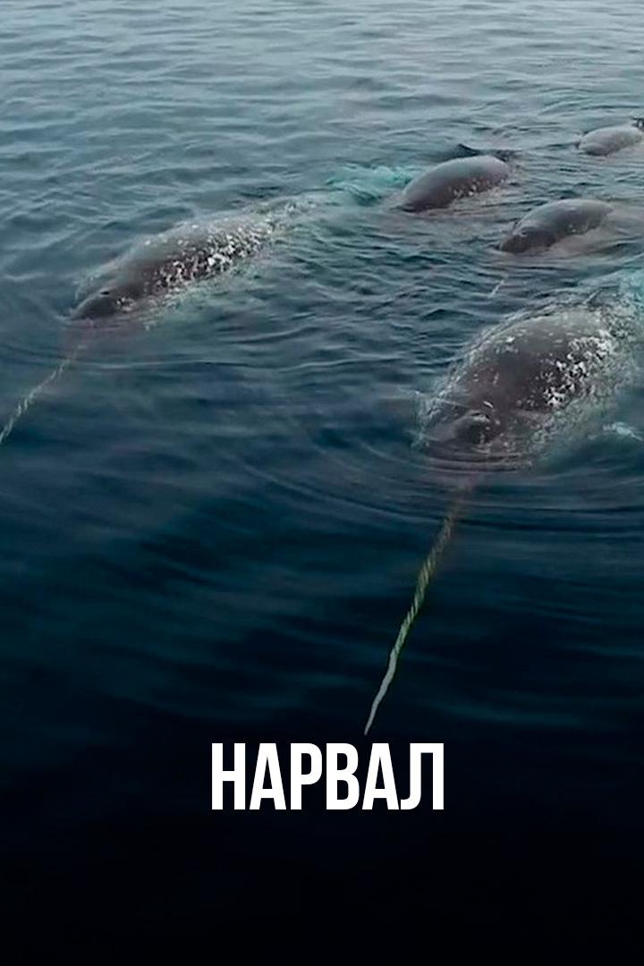 Нарвал