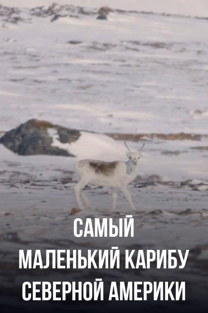 Самый маленький карибу Северной Америки
