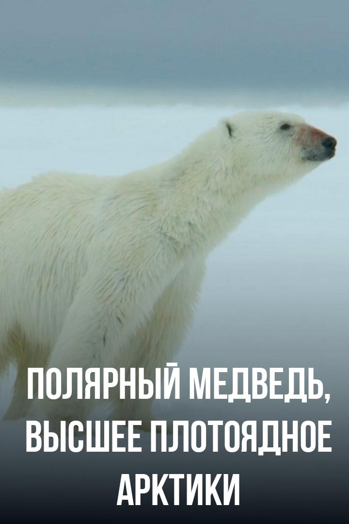 Полярный медведь, высшее плотоядное Арктики