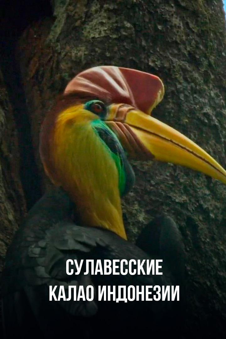 Сулавесские калао