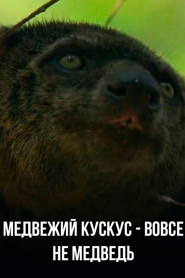 Медвежий кускус - вовсе не медведь