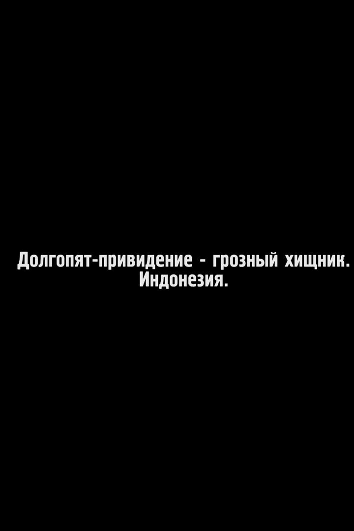 Долгопят-привидение - грозный хищник